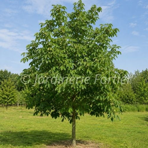 Marronnier "Ohio Glabra"