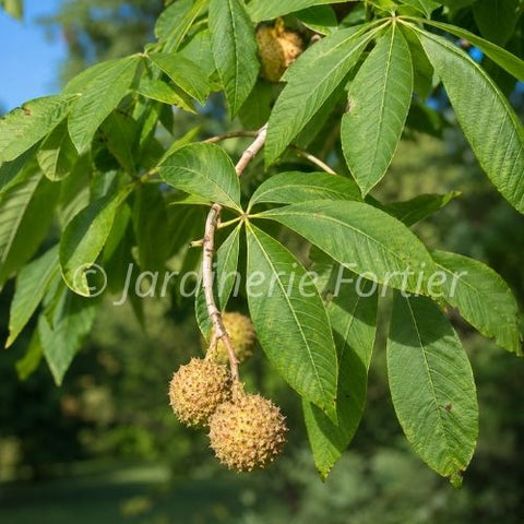 Marronnier "Ohio Glabra"