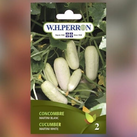 Semence de "Concombre Martini blanc" non traité