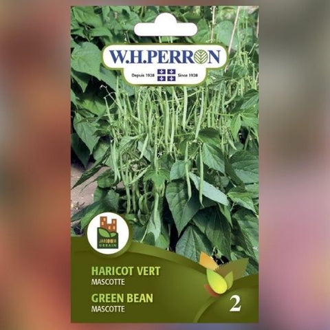 Semence de "Haricot vert Mascotte" non traité