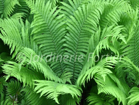 Matteucia "Struthiopteris"