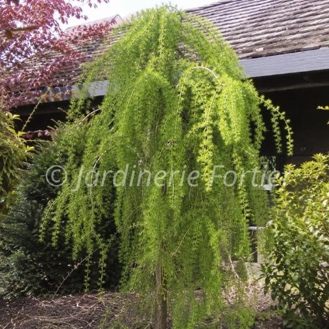 Mélèze Decidua Pendula