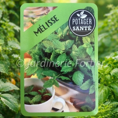 Mélisse / Potager Santé