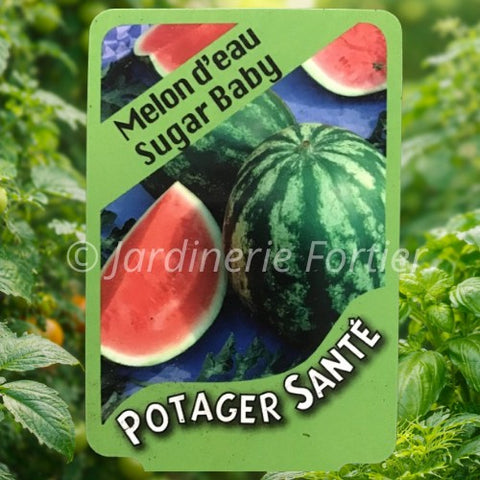 Melon d'eau rouge / Potager Santé