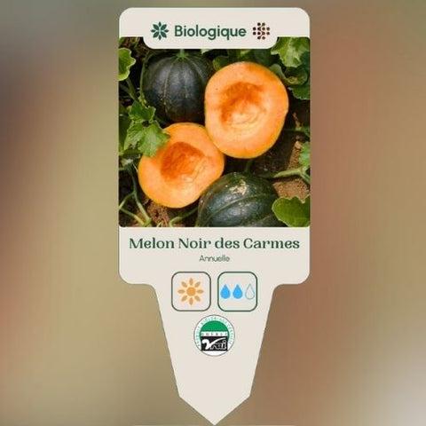 Plant de "Melon Noir des Carmes" – Écoumène