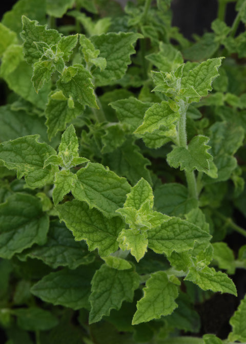 Menthe fraise / NOUVEAUTÉ 2025