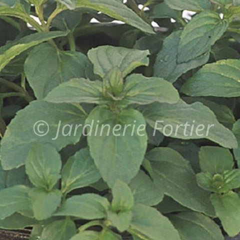 Menthe orange / Potager Santé