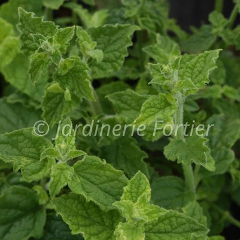 Menthe fraise / Potager Santé