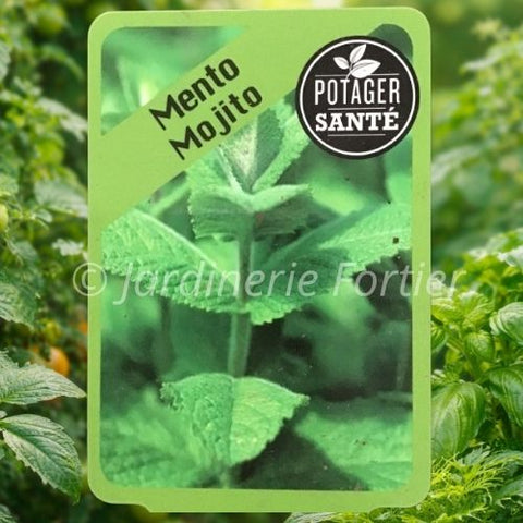 Menthe Mojito / Potager Santé