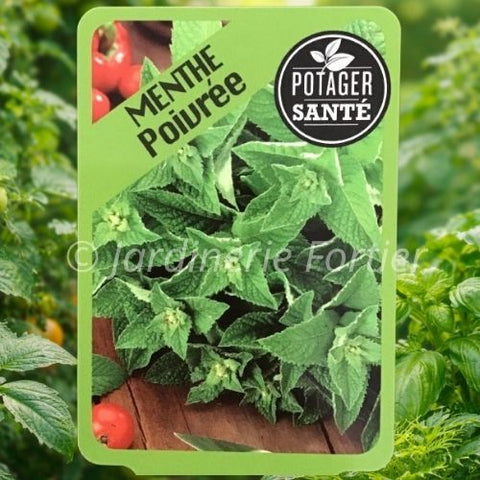 Menthe Poivrée / Potager Santé
