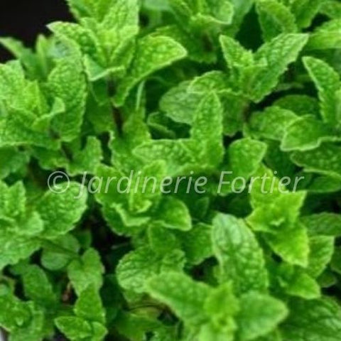 Menthe Poivrée / Potager Santé