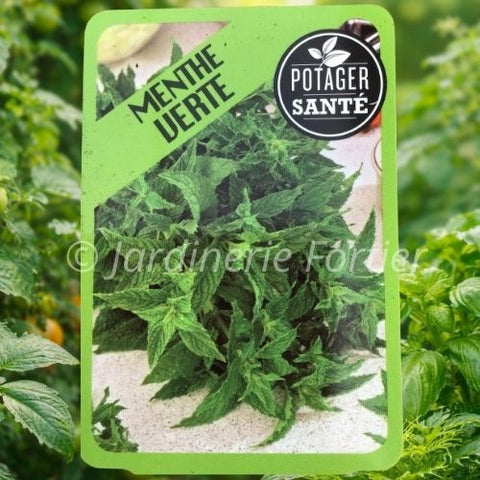 Menthe Verte / Potager Santé