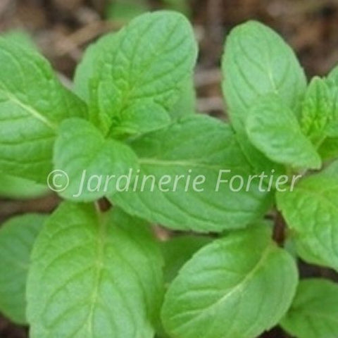 Menthe Mojito / Potager Santé