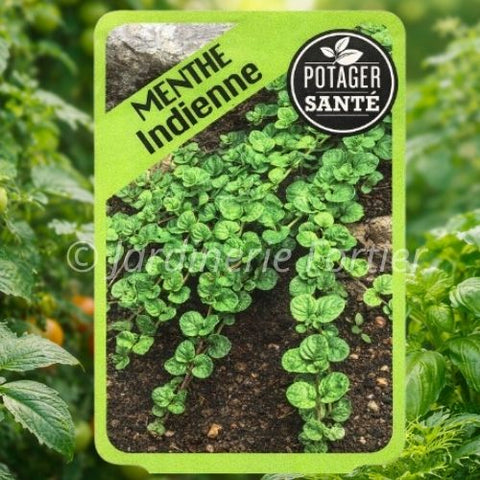 Menthe indienne / Potager Santé