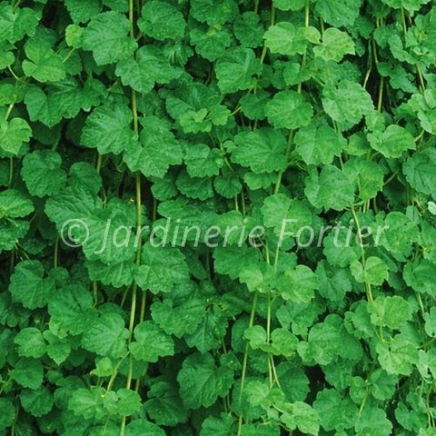 Menthe indienne / Potager Santé