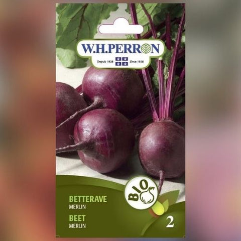 Semence de "Betterave merlin" Biologique