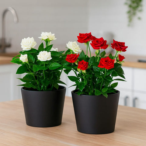 Plante d'intérieur "Mini rosier"