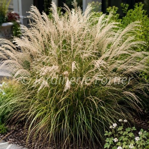 Miscanthus sinensis "Kleine Fountain"