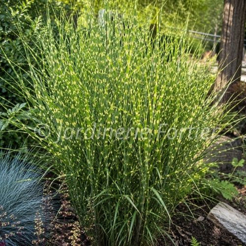 Miscanthus sinensis "Strictus"