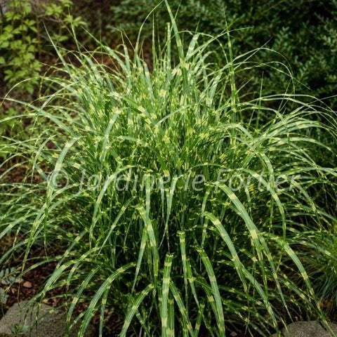 Miscanthus sinensis "Zebrinus"