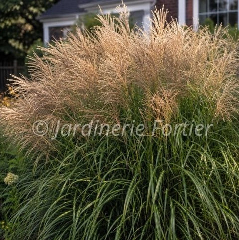 Miscanthus sinensis "Huron Sunrise"