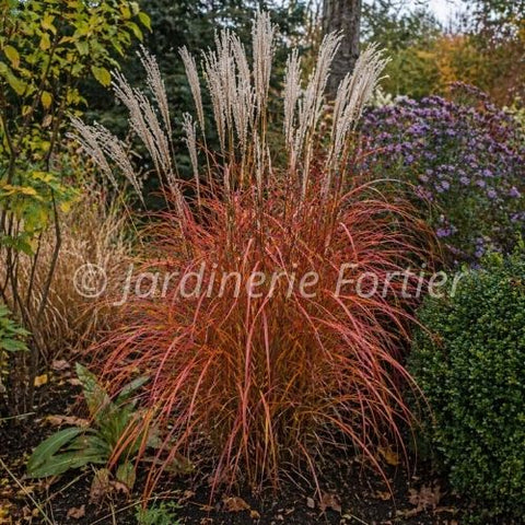 Miscanthus "Fire Dragon"