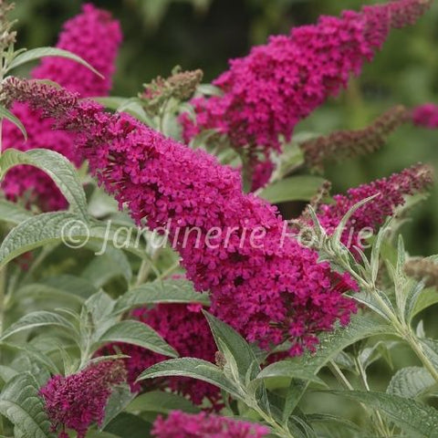 Buddleia "Miss Molly"