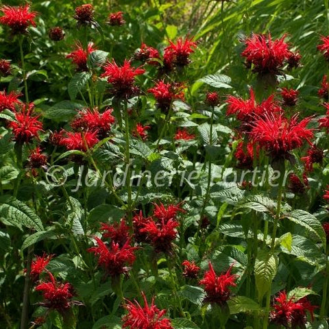Monarde "Jacob Cline"