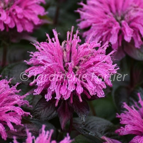 Monarde Upscale "Lavender Taffeta"