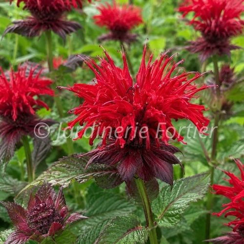 Monarde didyma "Cambridge Scarlet"
