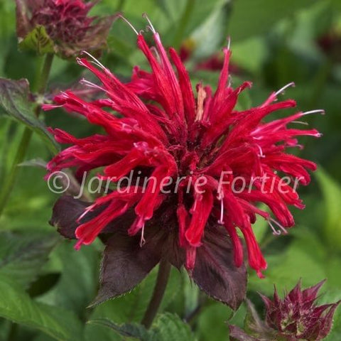 Monarde Upscale "Red Velvet"