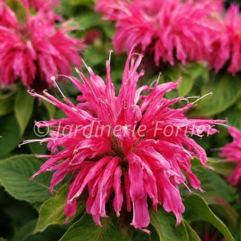 Monarde didyma "Coral Reef"