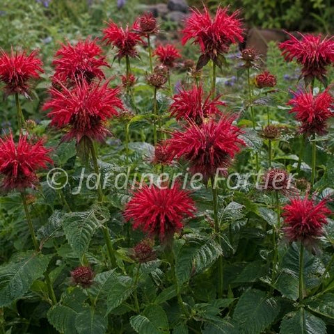 Monarde "Jacob Cline"