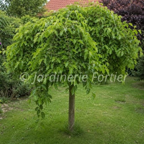 Mûrier "Alba pendula" sur tige