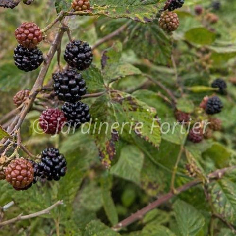 Mûrier "Hardy Black"