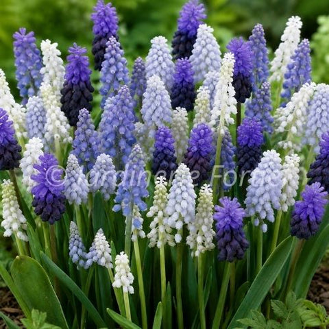 Bulbe "Muscari Magic Carpet Ride"