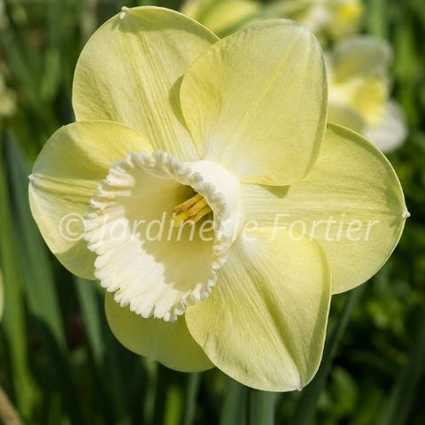 Bulbe de "Narcisse Avalon"