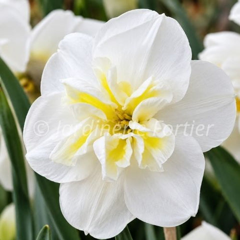 Bulbe de "Narcisse Lemon Beauty"