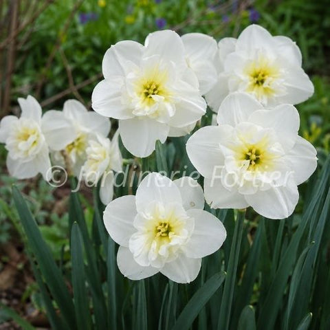 Bulbe de Narcisse "Papillon blanc"
