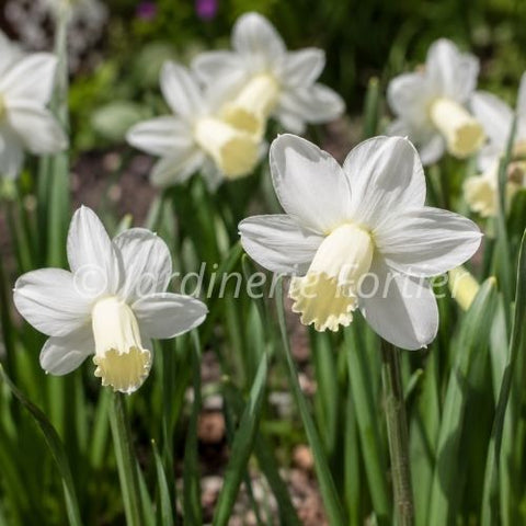 Bulbe de "Narcisse Snipe"