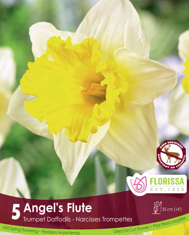 Bulbe de Narcisse "Angel's Flute"