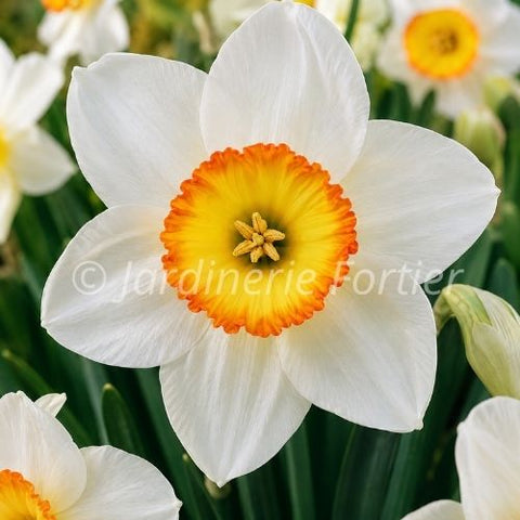 Bulbe de Narcisse "Flower Record"