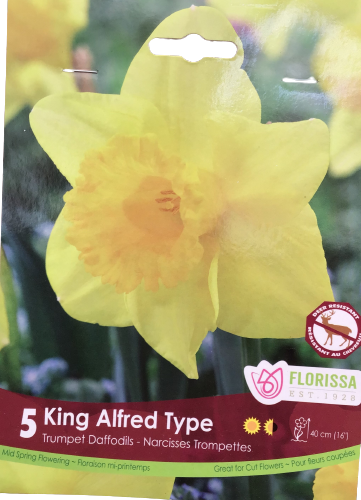Bulbe de Narcisse "King Alfred Type"