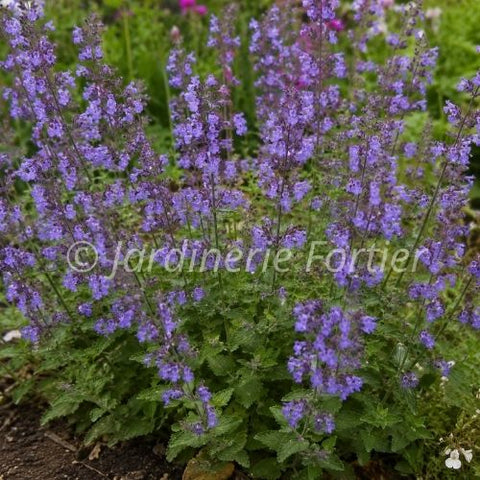 Nepeta "Kitten Around"
