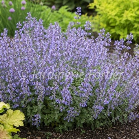 Nepeta "Picture Purrfect"