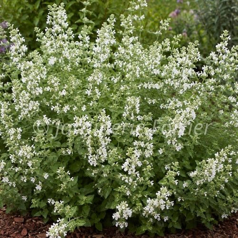 Nepeta "Serene Frost"
