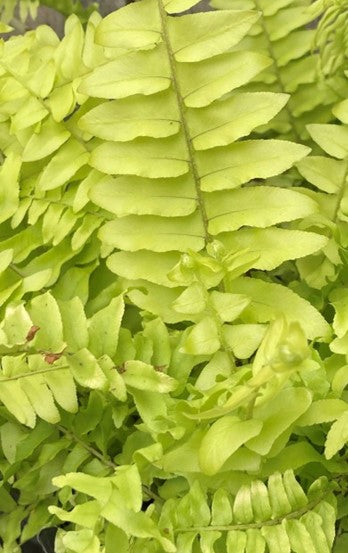 Plante d'intérieur "Nephrolepis exaltata ‘Rita’s Gold"