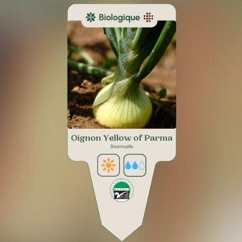 Plant de "Oignon Yellow of Parma" – Écoumène
