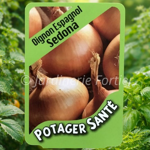 Oignon Espagnol / Potager Santé