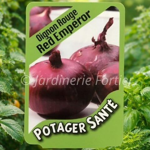 Oignon Rouge / Potager Santé